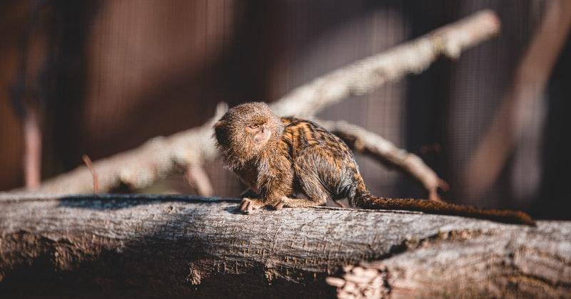 pexels.com/annahinckel