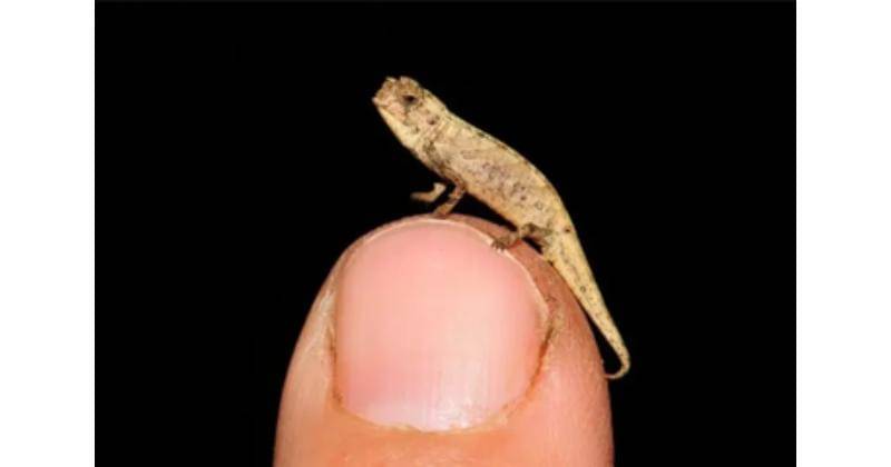 Nationalgeoghrapic.co.id