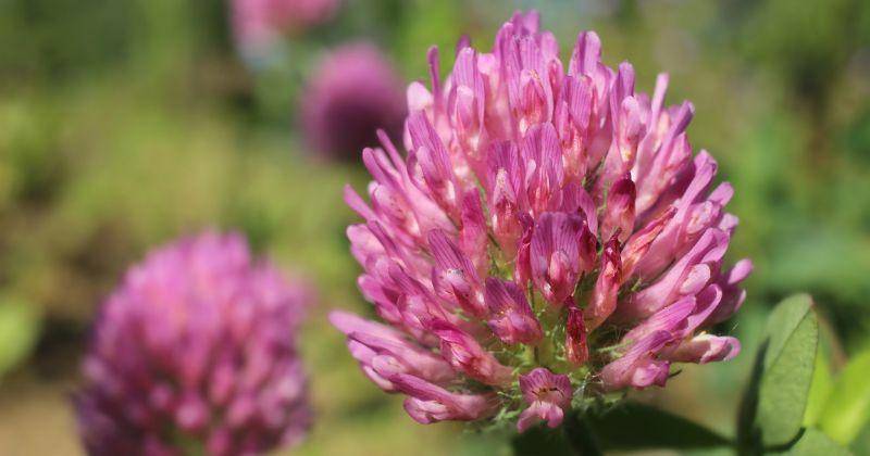 Manfaat Bunga Red Clover untuk Kesuburan saat Program Hamil