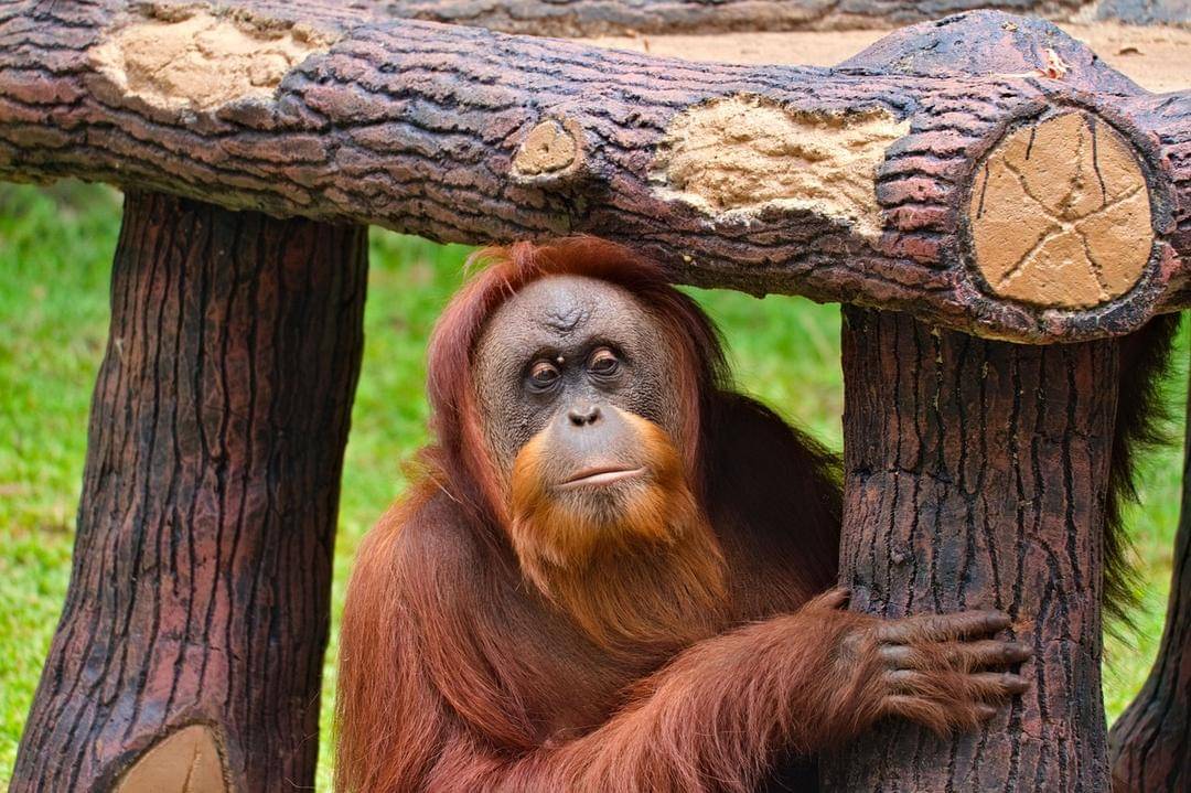 Ilustrasi orang utan - Pixabay.com