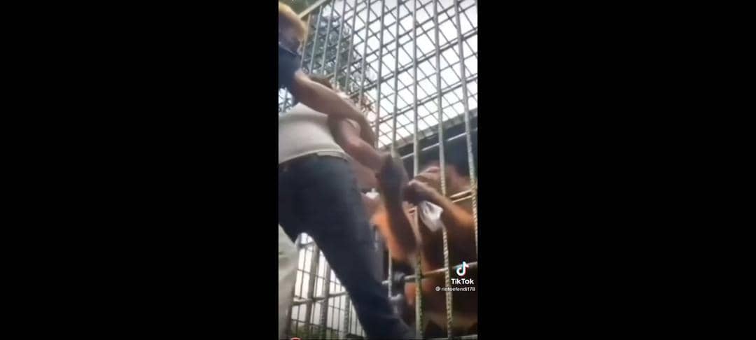 Viral pria ditarik bajunya oleh orang utan - TikTok.com