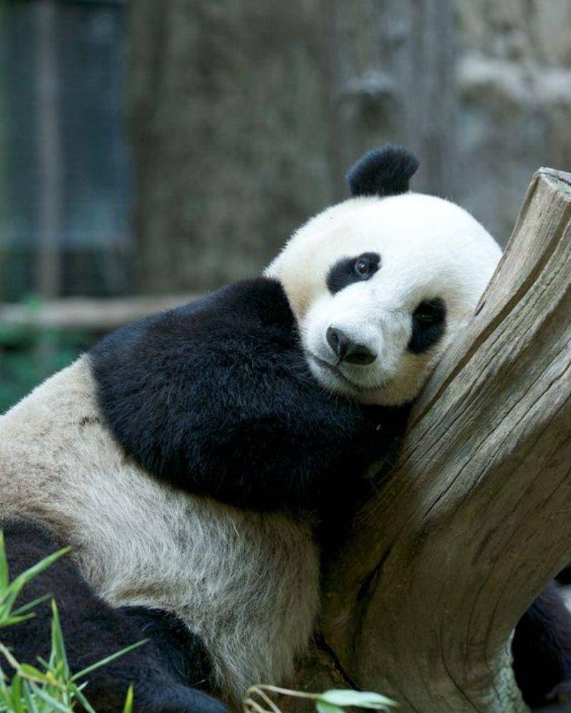 Pinterest/Rtia Petita