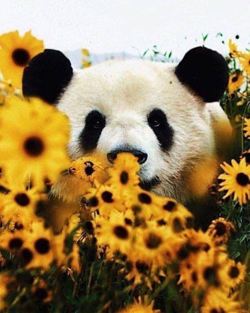 Twitter.com/AlbertRc922