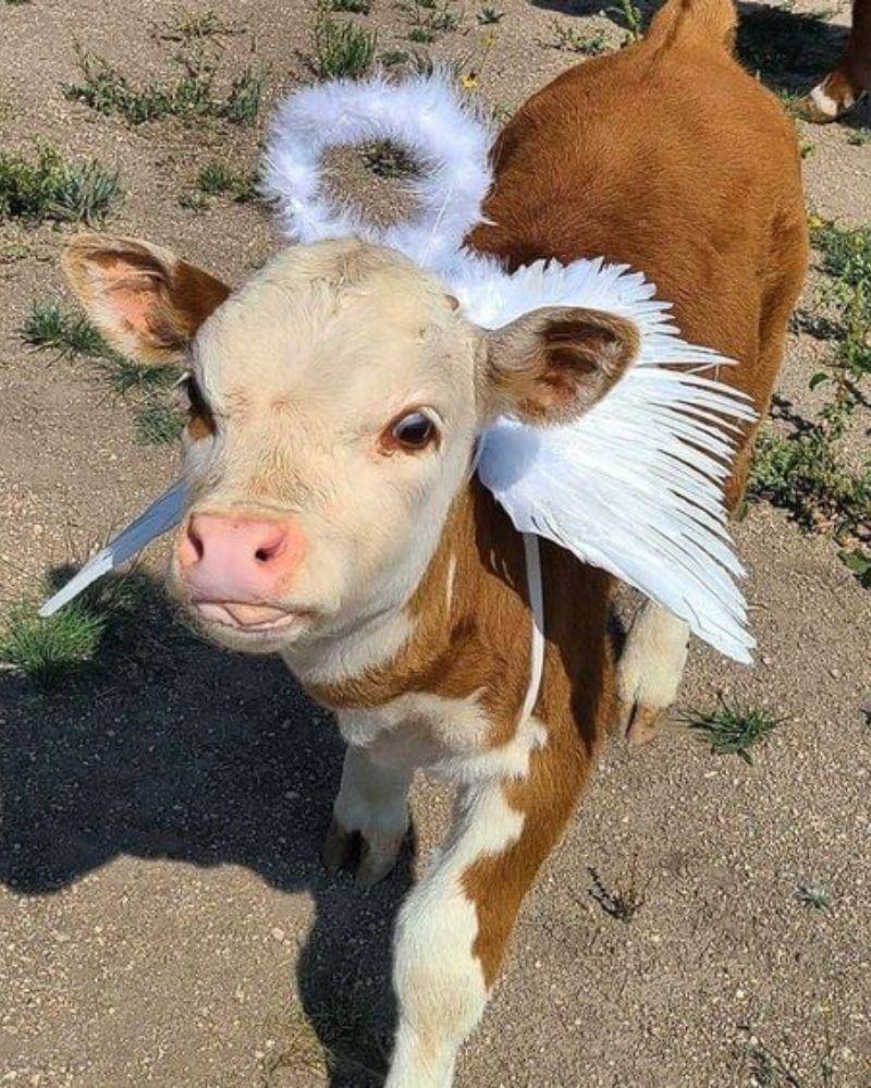 Pinterest/Heidi’s Cottage