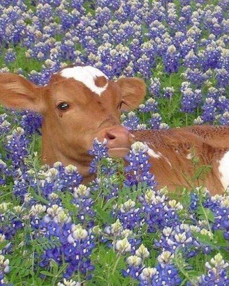 Pinterest/allegrashaw