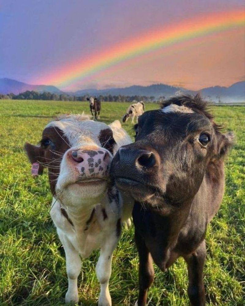 Pinterest/Pinterest España