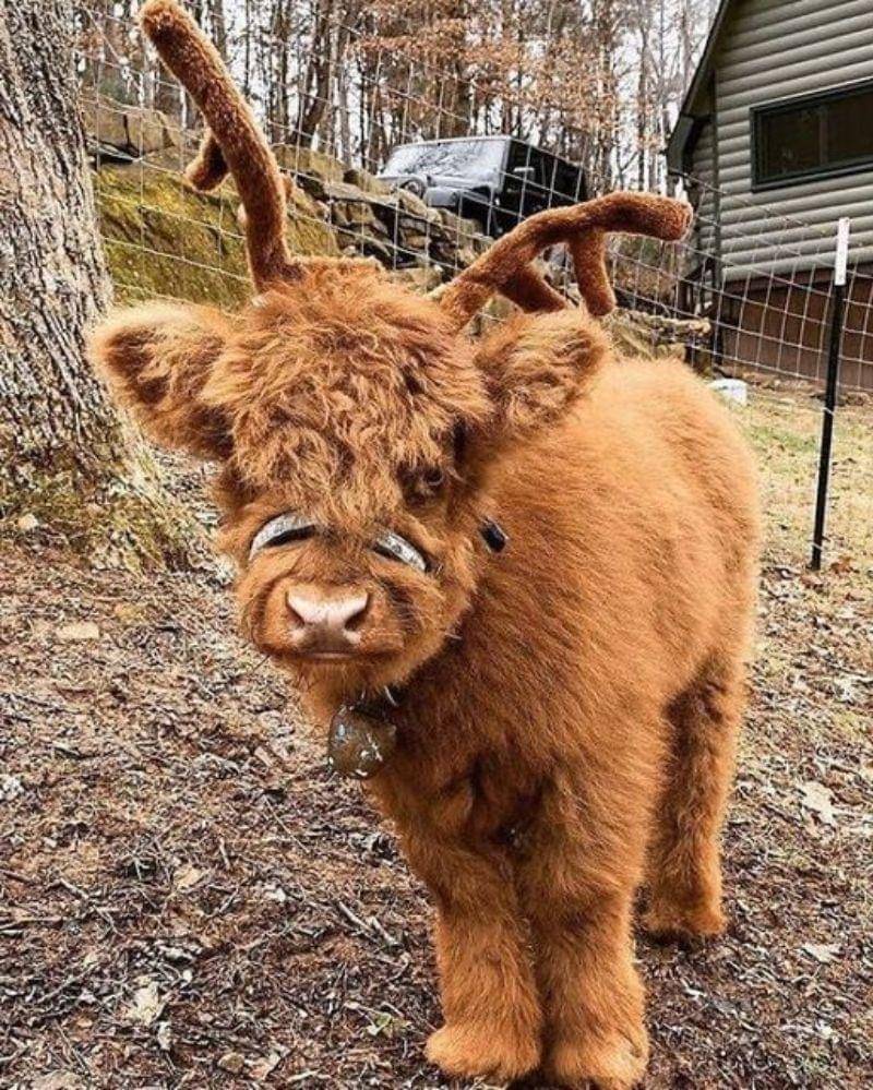 Pinterest/Bored Panda