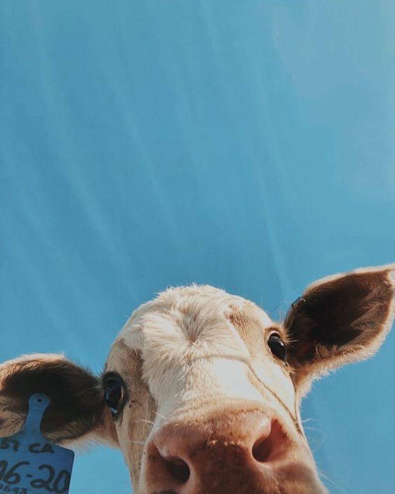 Pinterest/Sophia Alamo