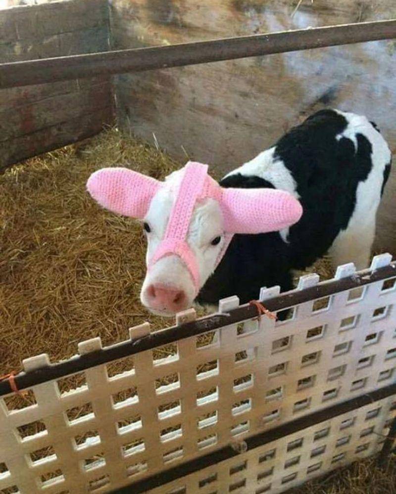 Pinterest/twistedsifter