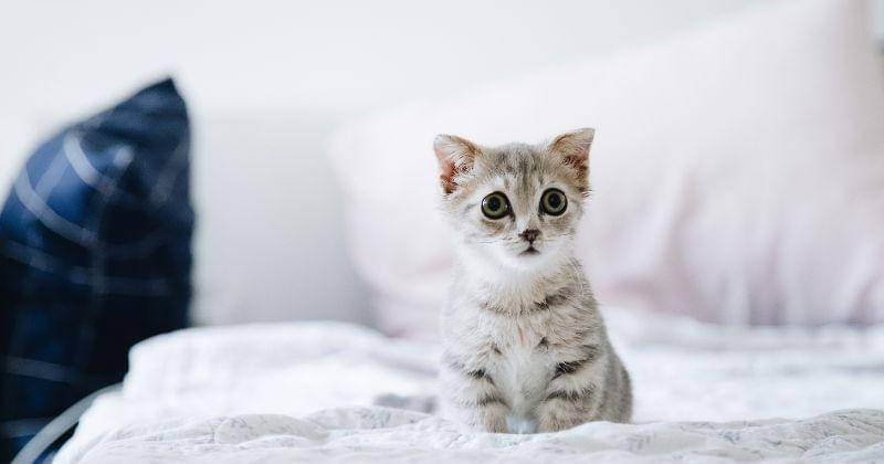 Pexels/Tranmautritam