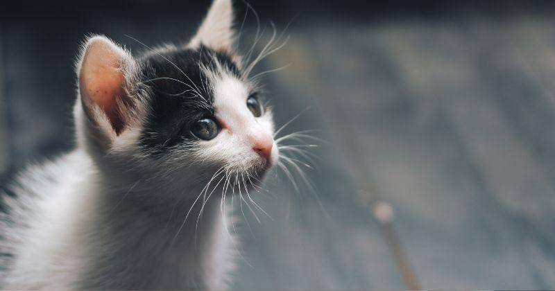 Pexels/D-ng-nhan-324384