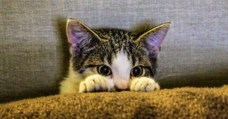 Pexels/Francesco-ungaro