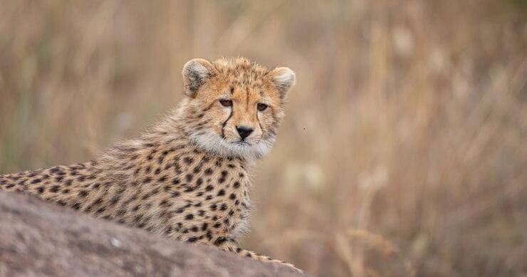 joker with card - Freepik/alexeyosokin