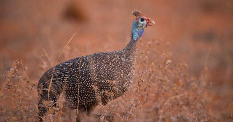 Freepik.com/wirestock