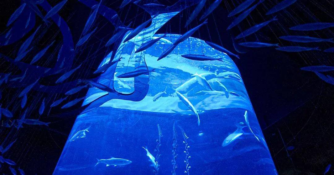 Instagram.com/jakartaaquarium