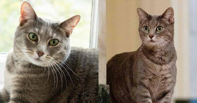 Instagram.com/willowfirstcat