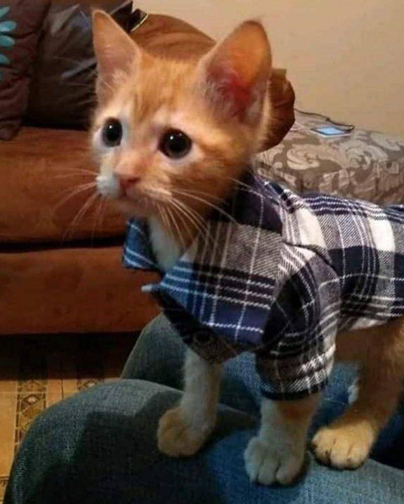 Instagram.com/nonsenseanimal