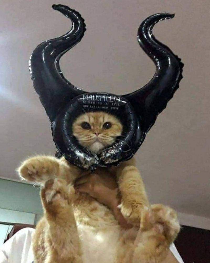 Instagram.com/nonsenseanimal