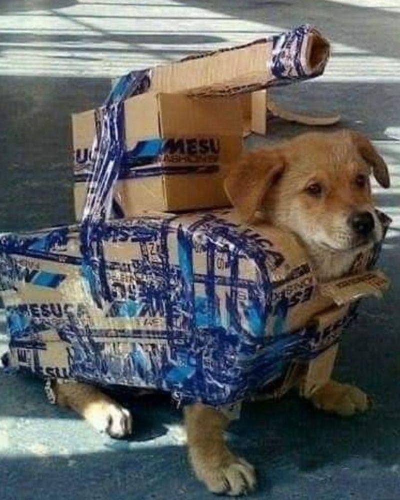 Instagram.com/nonsenseanimal