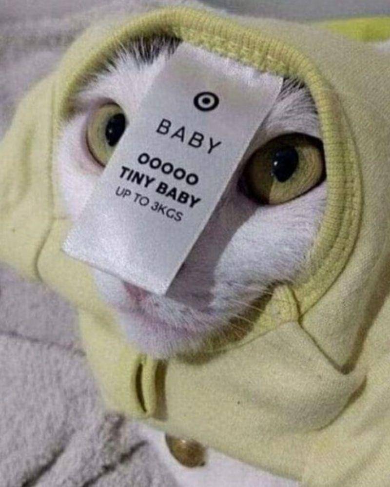 Instagram.com/nonsenseanimal