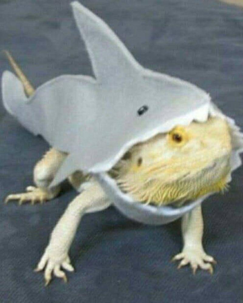 Instagram.com/nonsenseanimal