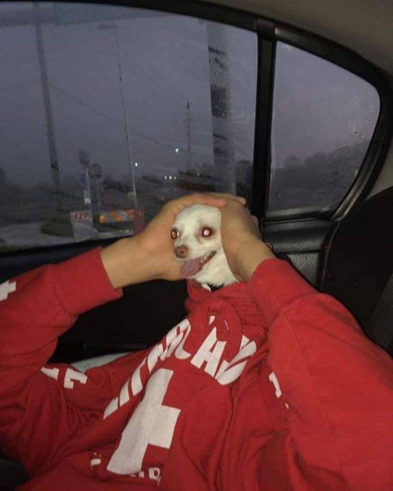 Instagram.com/nonsenseanimal