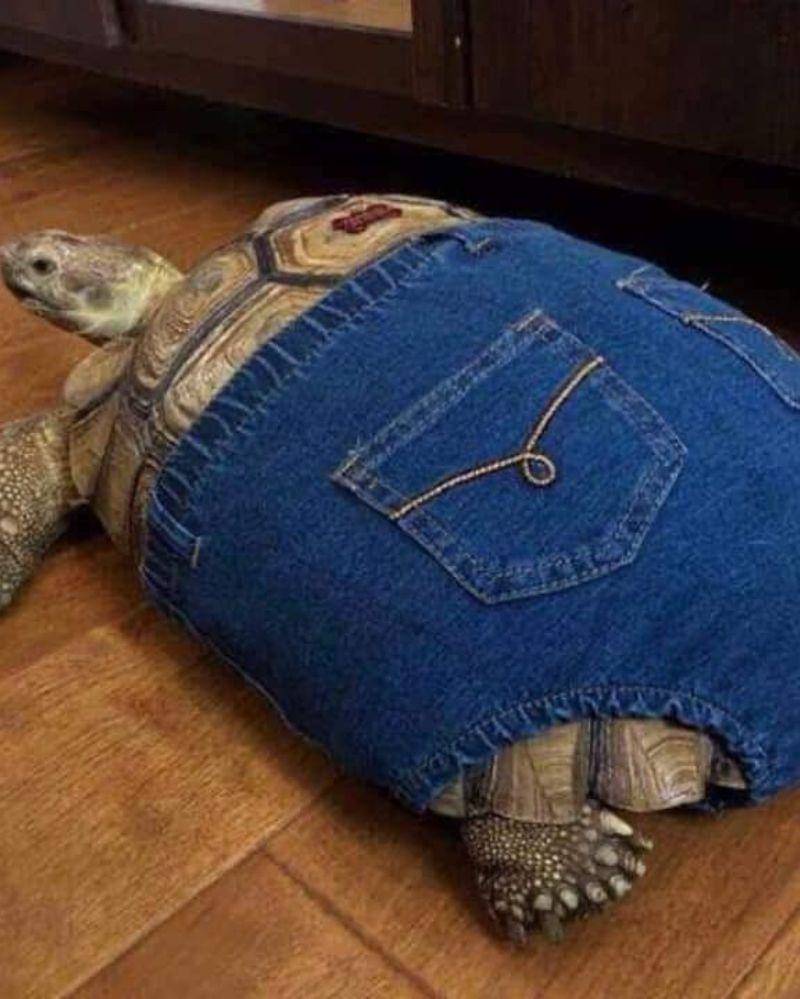 Instagram.com/nonsenseanimal