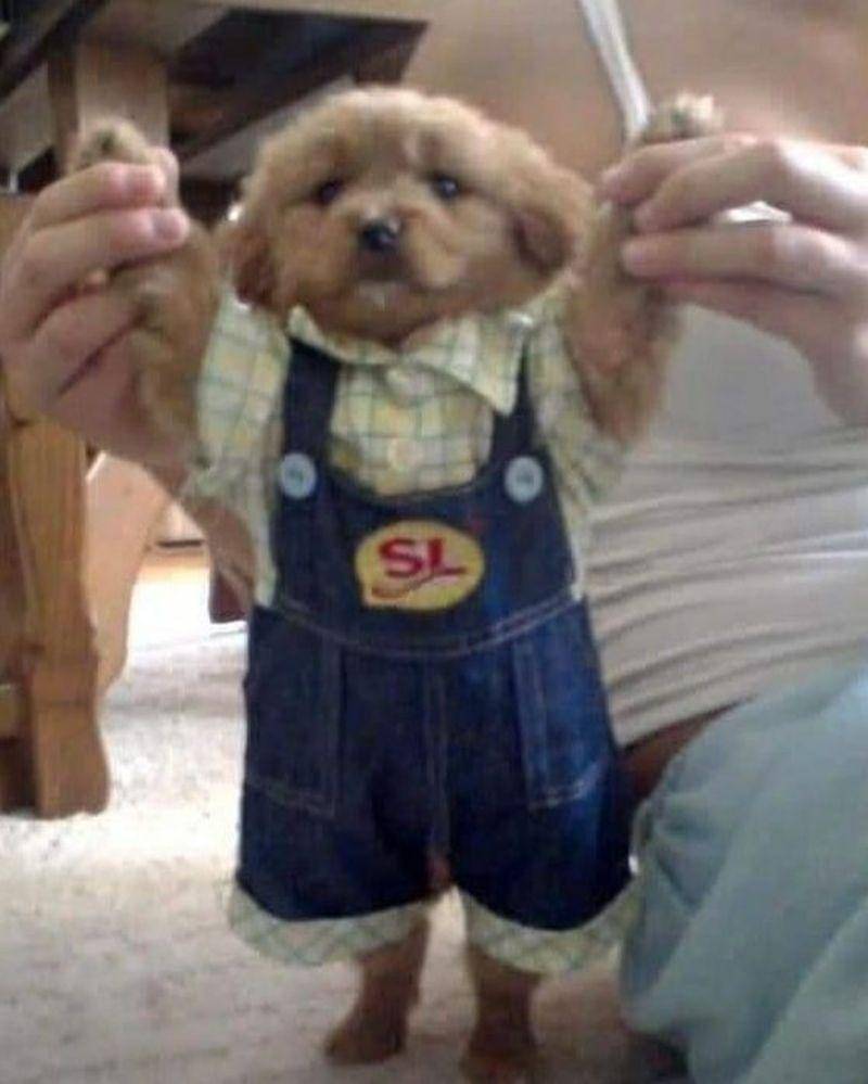 Instagram.com/nonsenseanimal