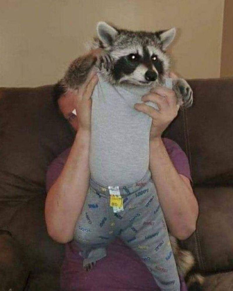 Instagram.com/nonsenseanimal