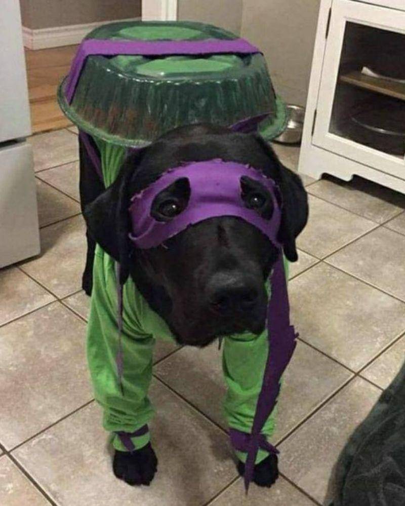 Instagram.com/nonsenseanimal