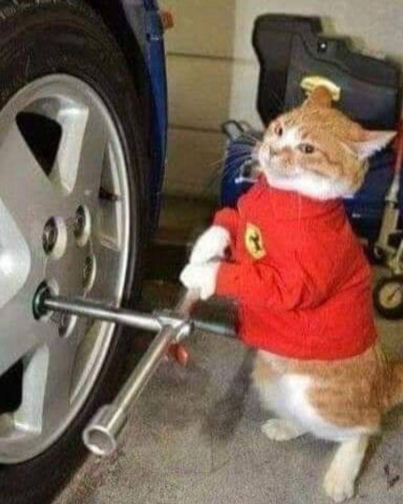 Instagram.com/nonsenseanimal