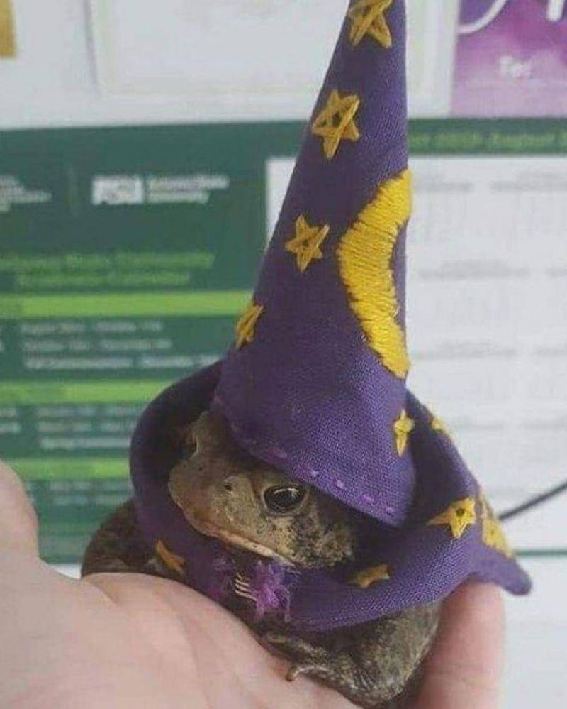 Instagram.com/nonsenseanimal