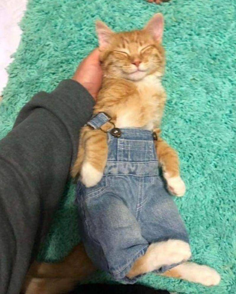 Instagram.com/nonsenseanimal