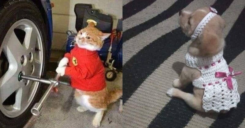 Instagram.com/nonsenseanimal