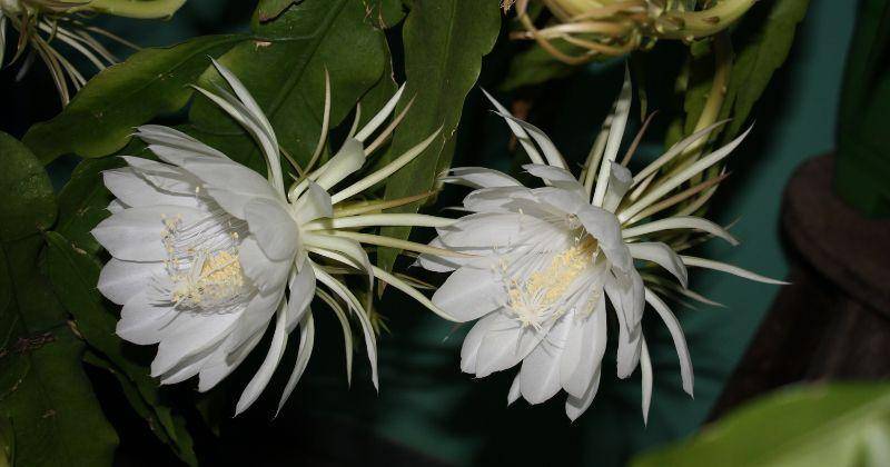 species.wikimedia.org