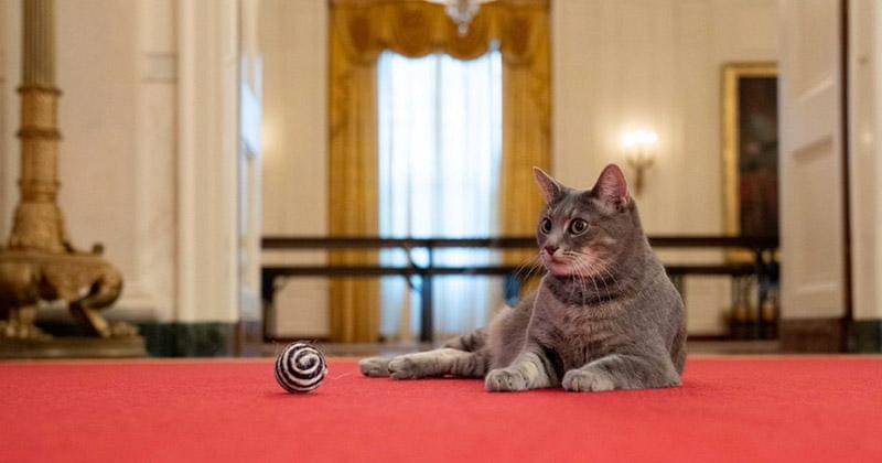 Instagram.com/willowfirstcat