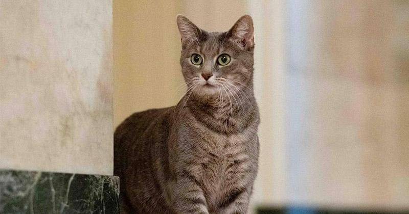 Instagram.com/willowfirstcat