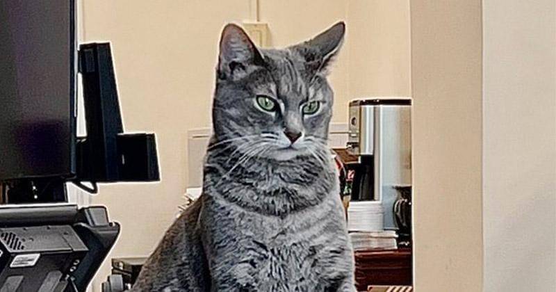 Instagram.com/willowfirstcat