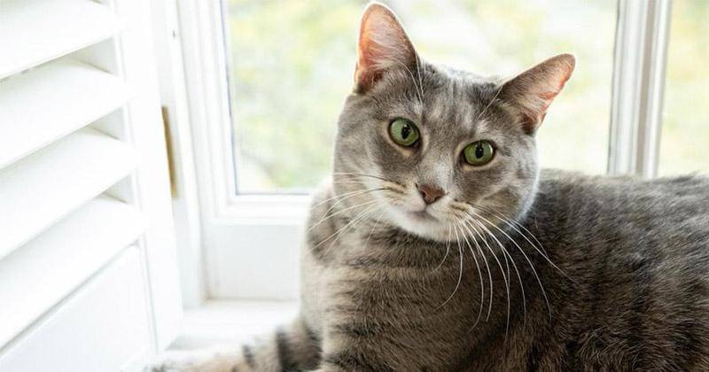 Instagram.com/willowfirstcat