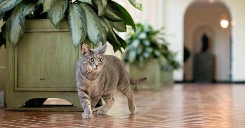 Instagram.com/willowfirstcat