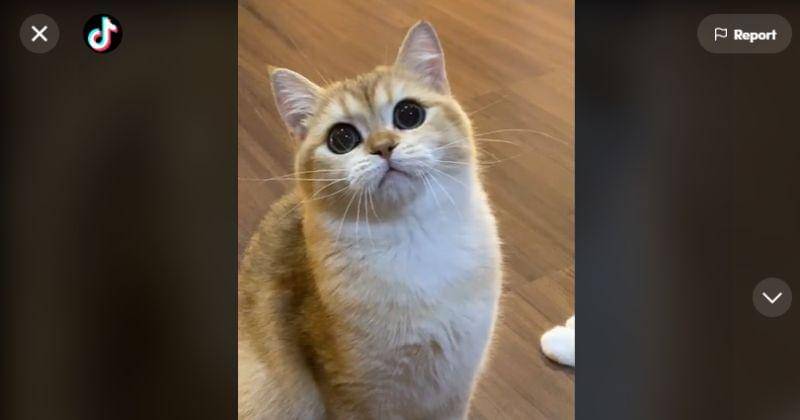 TikTok.com/RaffiNagita1717