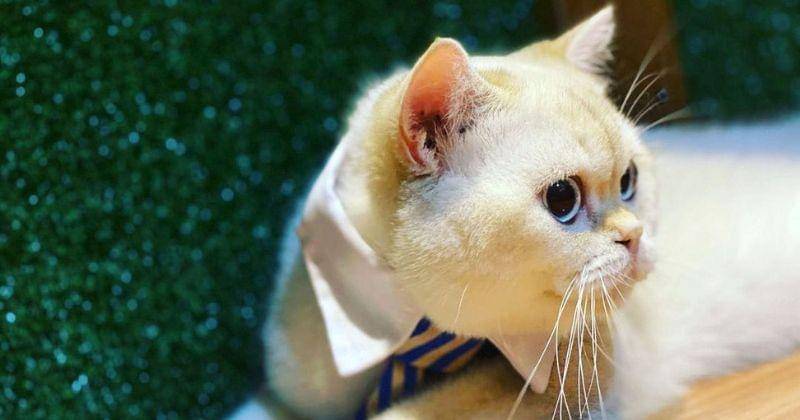 Instagram.com/miawsaucethecat