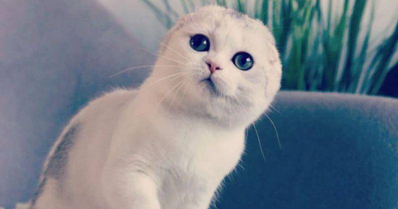 Instagram.com/mayonaisethecat