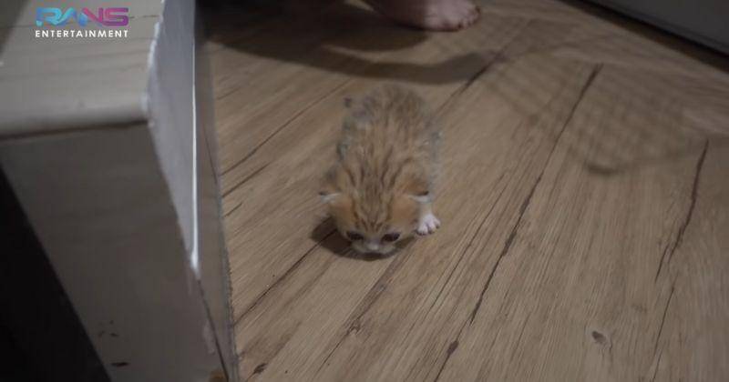 YouTube.com/Rans Entertainment