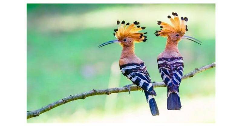 Pinterest.com/PaulHiggnis