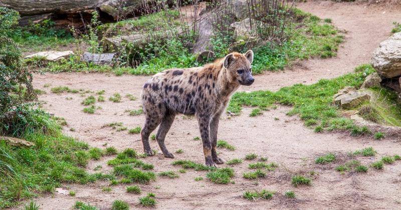 Pexels/antoniofriedemann