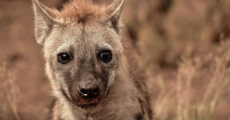 Pexels/fransvanheerden