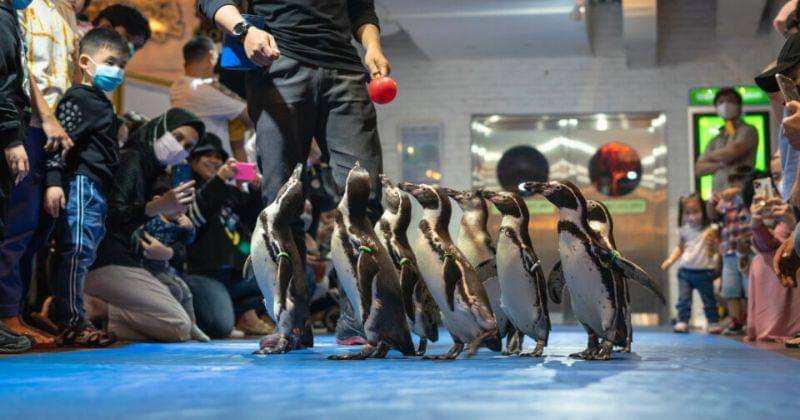 Jakartaaquariumsafari.com