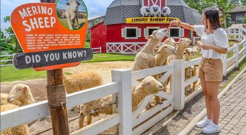 Instagram.com/cimorydairyland.prigen