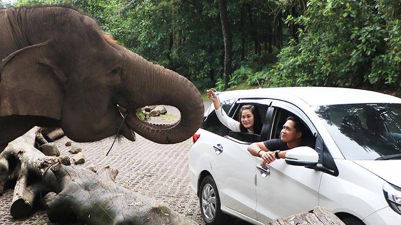safariduajatim.tamansafari.com